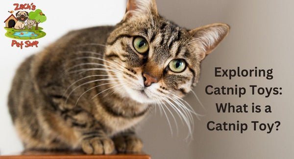 Exploring Catnip Toys: What is a Catnip Toy? - Zach's Pet Shop