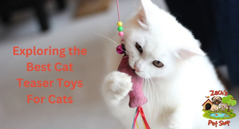 Exploring the Best Cat Teaser Toys For Cats - Zach's Pet Shop