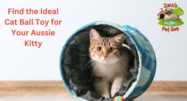 Find the Ideal Cat Ball Toy for Your Aussie Kitty - Zach's Pet Shop