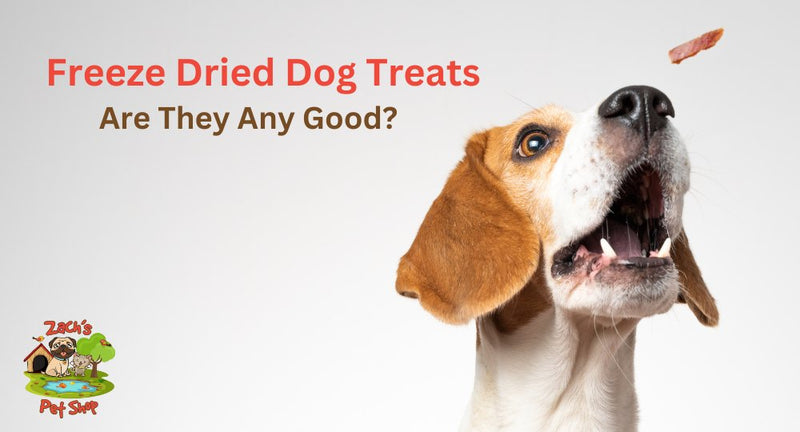 Freeze Dried Dog Treats - Are They Really Any Good? - Zach's Pet Shop