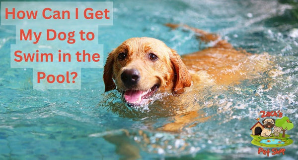 How Can I Get My Dog to Swim in the Pool? - Zach's Pet Shop