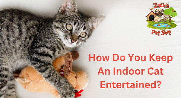 How Do You Keep an Indoor Cat Entertained? - Zach's Pet Shop