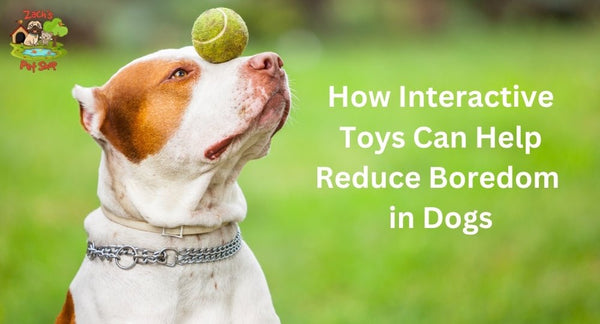 How Interactive Toys Can Help Reduce Boredom in Dogs - Zach's Pet Shop