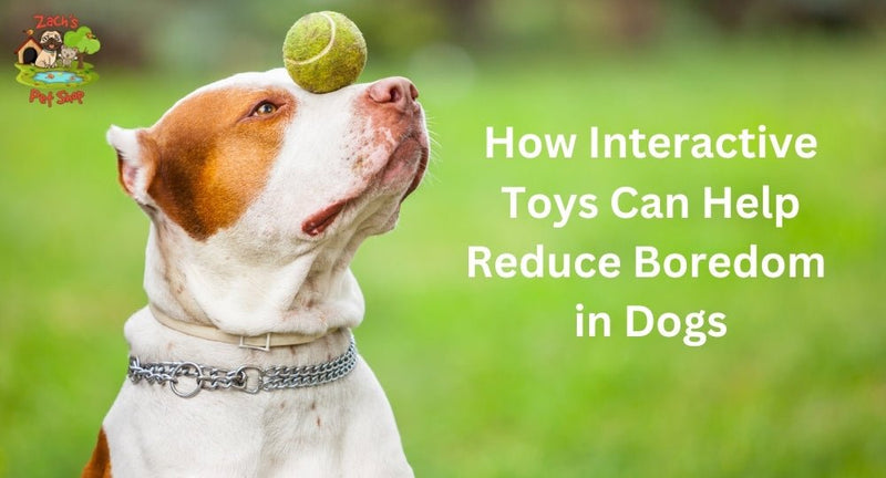 How Interactive Toys Can Help Reduce Boredom in Dogs - Zach's Pet Shop