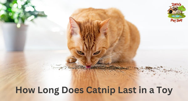 How Long Does Catnip Last in a Toy & How To Keep It Fresh - Zach's Pet Shop