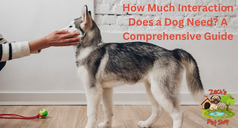 How Much Interaction Does a Dog Need? A Comprehensive Guide - Zach's Pet Shop