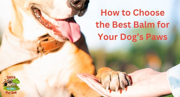 How to Choose the Best Balm for Your Dog’s Paws - Zach's Pet Shop