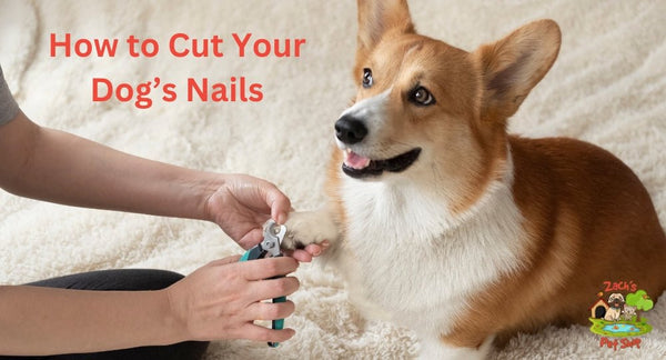 How to Cut Your Dog’s Nails: A Step-by-Step Guide for Beginners - Zach's Pet Shop