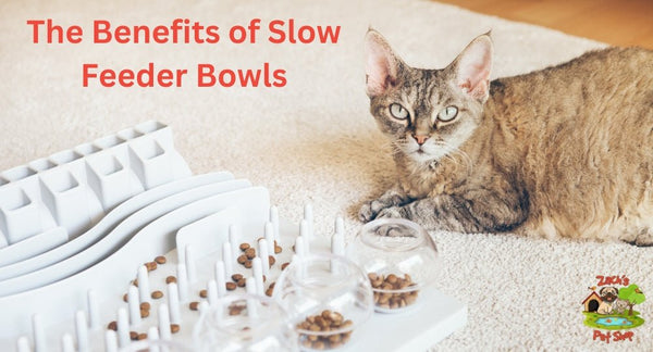 How to Slow Down Your Cat's Eating: The Benefits of Slow Feeder Bowls - Zach's Pet Shop