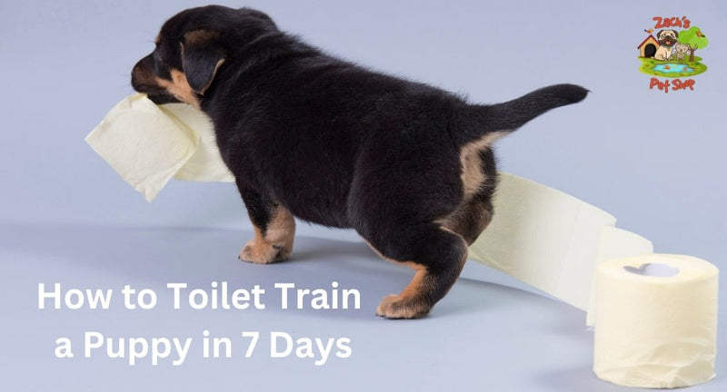 How Do You Toilet Train a Puppy in 7 Days: Expert Tips