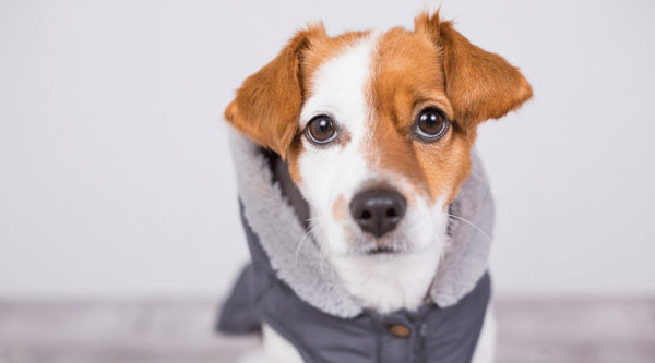 Huskimo Dog Coat: Keep Your Dogs Warm in Winter - Zach's Pet Shop