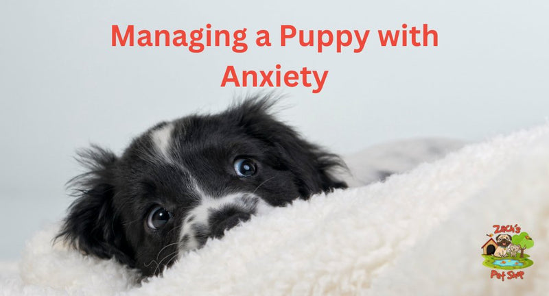 Managing a Puppy with Anxiety: Proven Strategies and Tips - Zach's Pet Shop