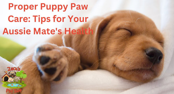 Proper Puppy Paw Care: Tips for Your Aussie Mate's Health - Zach's Pet Shop