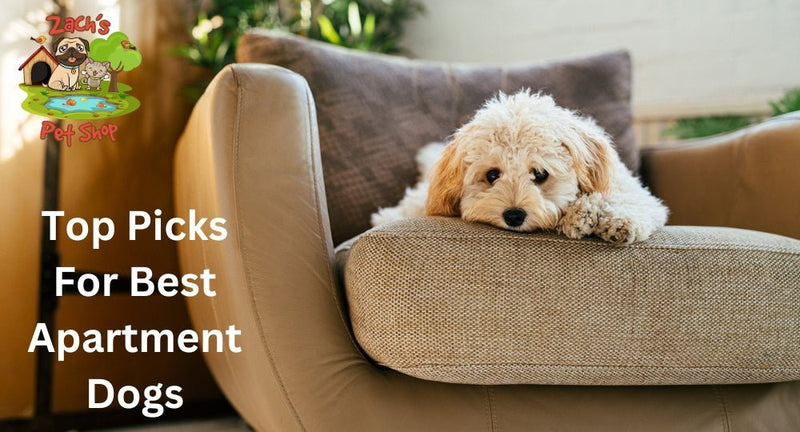 Top Picks for Best Apartment Dogs: Small Space Breeds - Zach's Pet Shop