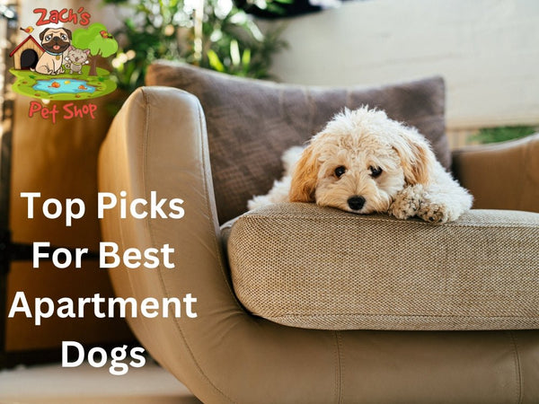 Top Picks for Best Apartment Dogs: Small Space Breeds - Zach's Pet Shop