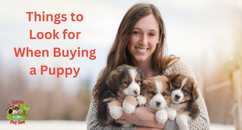 Top Tips: Things to Look for When Buying a Puppy - Zach's Pet Shop