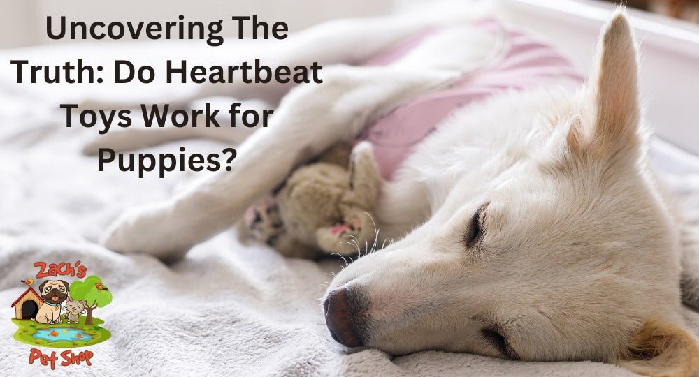 Uncovering The Truth Do Heartbeat Toys Work for Puppies Zach s Pet Shop