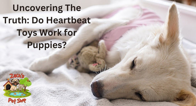 Uncovering The Truth: Do Heartbeat Toys Work for Puppies? - Zach's Pet Shop