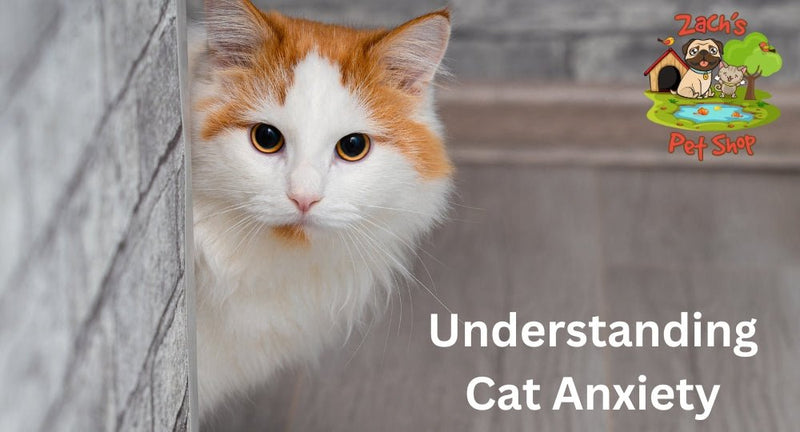 Understanding Cat Anxiety: Signs and Solutions at Home - Zach's Pet Shop