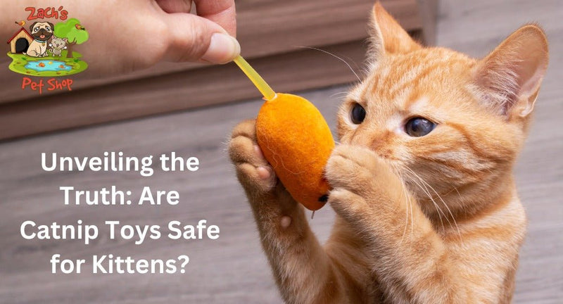 Unveiling the Truth: Are Catnip Toys Safe for Kittens? - Zach's Pet Shop