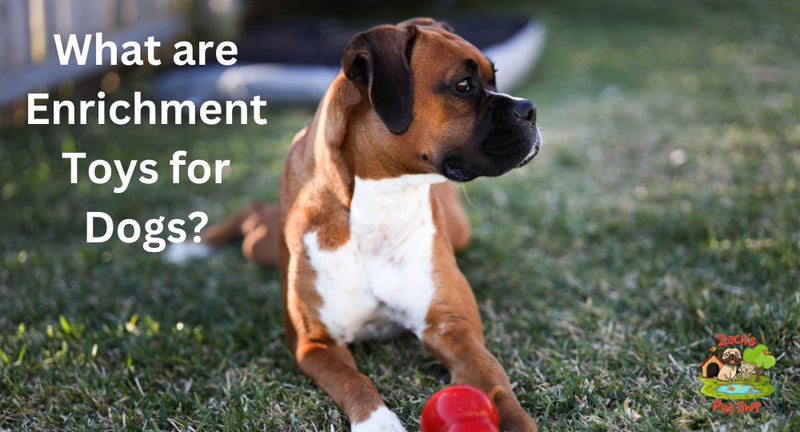 What are Enrichment Toys for Dogs A Guide for Owners Zach s Pet Shop