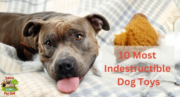 What are the Ten Most Indestructible Dog Toys? - Zach's Pet Shop