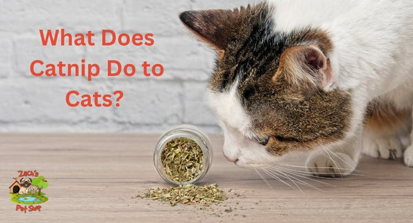 What Does Catnip Do to Cats? Unveiling the Herbal Magic - Zach's Pet Shop