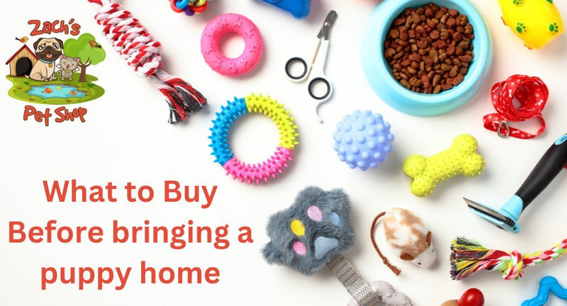 What to Buy Before Bringing a Puppy Home - Zach's Pet Shop