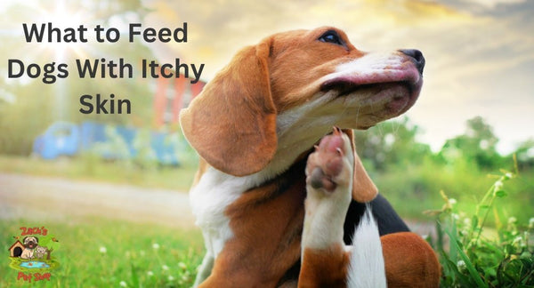 What to Feed Dogs With Itchy Skin: Best Foods, Tips & Tricks - Zach's Pet Shop