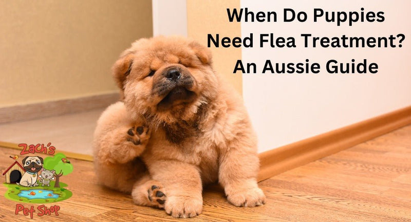 When Do Puppies Need Flea Treatment? An Aussie Guide - Zach's Pet Shop