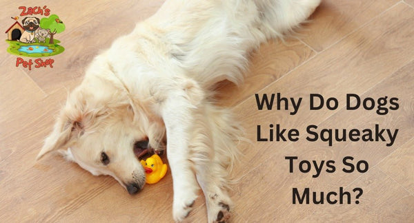 Why Do Dogs Like Squeaky Toys So Much? - Zach's Pet Shop