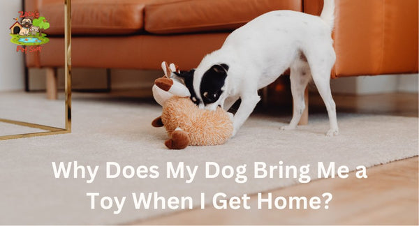 Why Does My Dog Bring Me a Toy When I Get Home? - Zach's Pet Shop