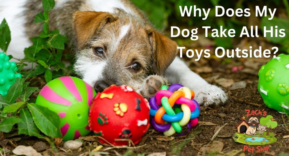 Exploring Why Does My Dog Take All His Toys Outside? Zach's Pet Shop