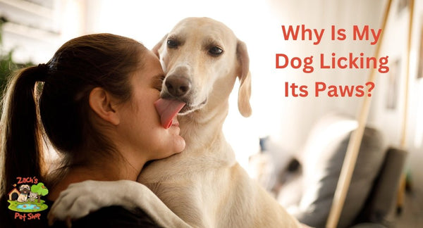 Why Is My Dog Licking Its Paws? Common Causes and Solutions - Zach's Pet Shop