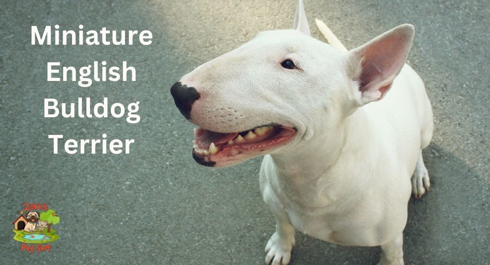 Best food for english bull terrier puppy best sale