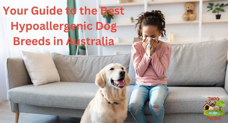 Your Guide to the Best Hypoallergenic Dog Breeds in Australia - Zach's Pet Shop