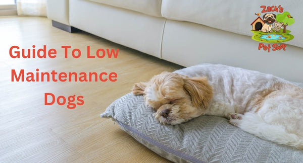 Your Guide to the Best Low Maintenance Dogs for First-Time Dog Owners - Zach's Pet Shop