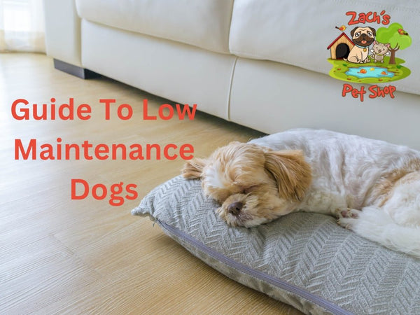 Your Guide to the Best Low Maintenance Dogs for First-Time Dog Owners - Zach's Pet Shop