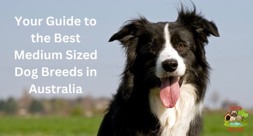 Your Guide to the Best Medium Sized Dog Breeds in Australia - Zach's Pet Shop