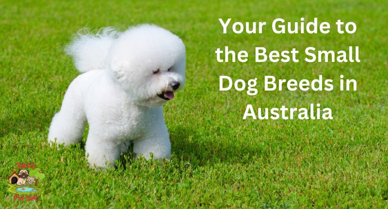 Your Guide to the Best Small Dog Breeds in Australia - Zach's Pet Shop