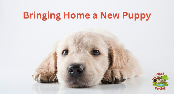 Zach's Pet Shop Guide: Bringing Home a New Puppy - Zach's Pet Shop