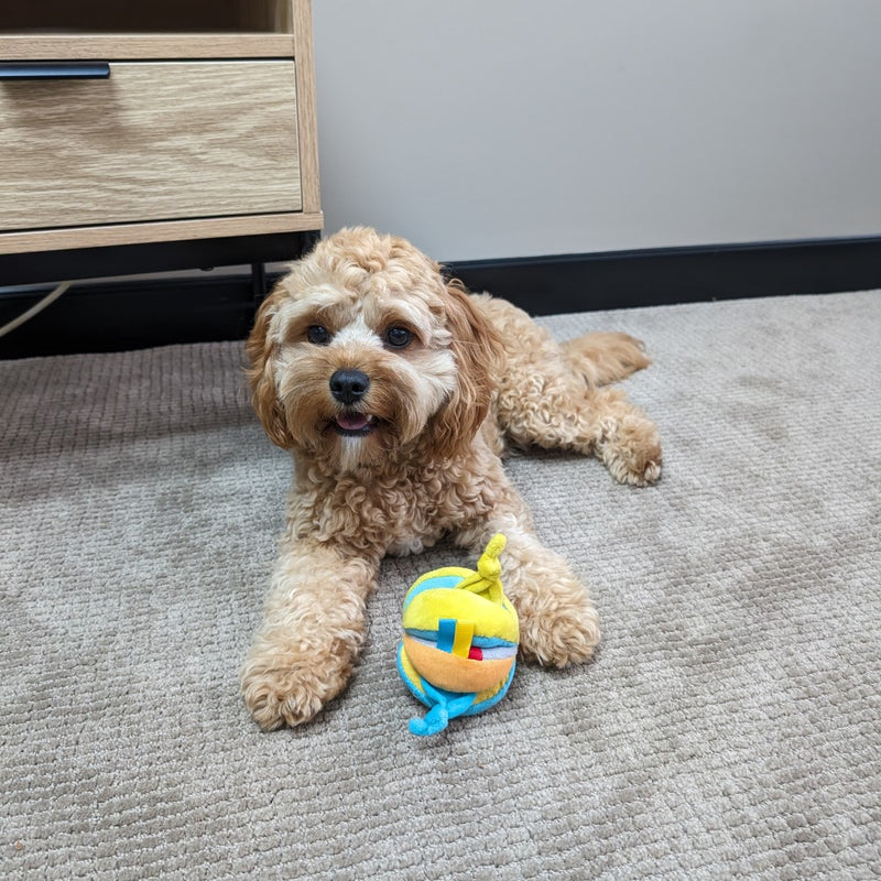 Cavoodle puppy with All For Paws Pups Naughty Ball