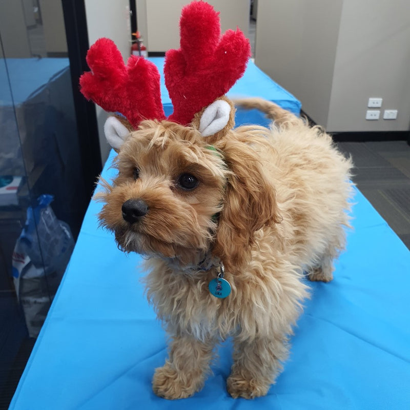 Zippy Paws Christmas Holiday Antlers