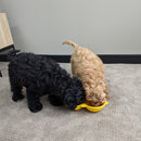 All For Paws Calming Pals Peanut Shake - Zach's Pet Shop