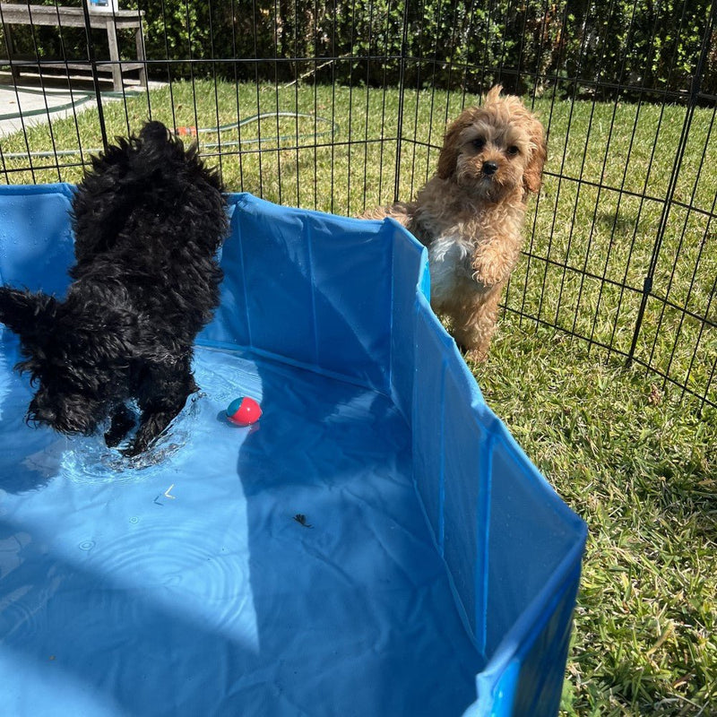 All For Paws Chill Out Splash And Fun Dog Pool - Zach's Pet Shop