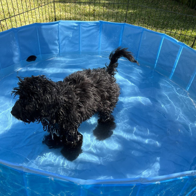 All For Paws Chill Out Splash And Fun Dog Pool - Zach's Pet Shop