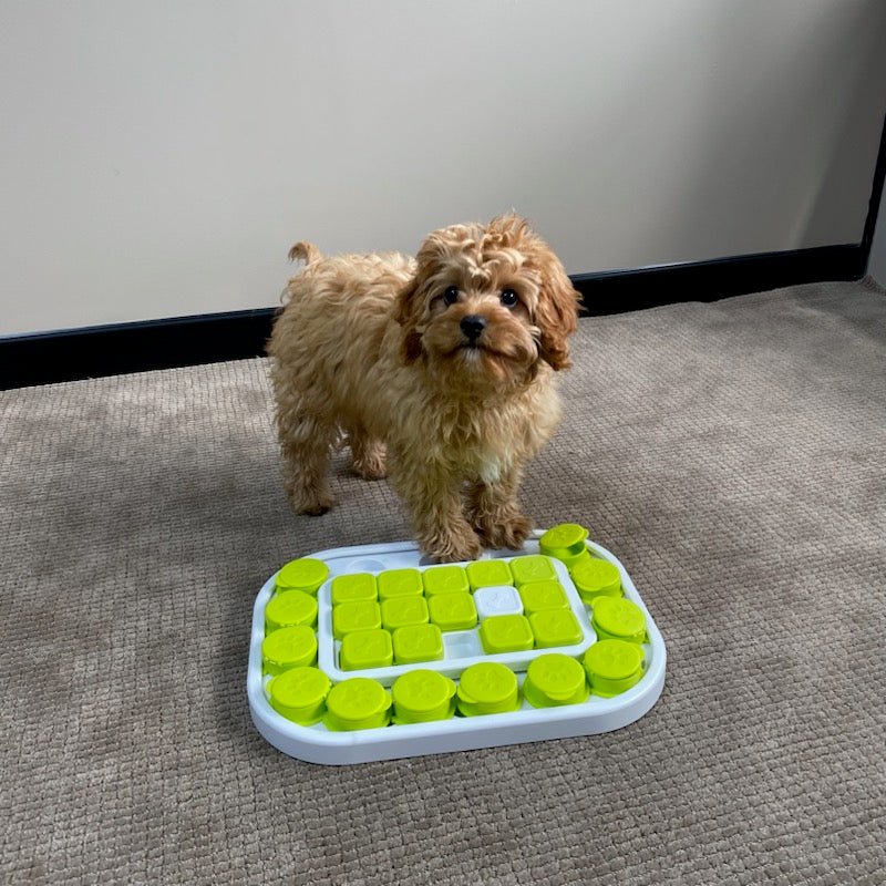 All For Paws Interactives Dog Sokudo Puzzle Toy - Zach's Pet Shop