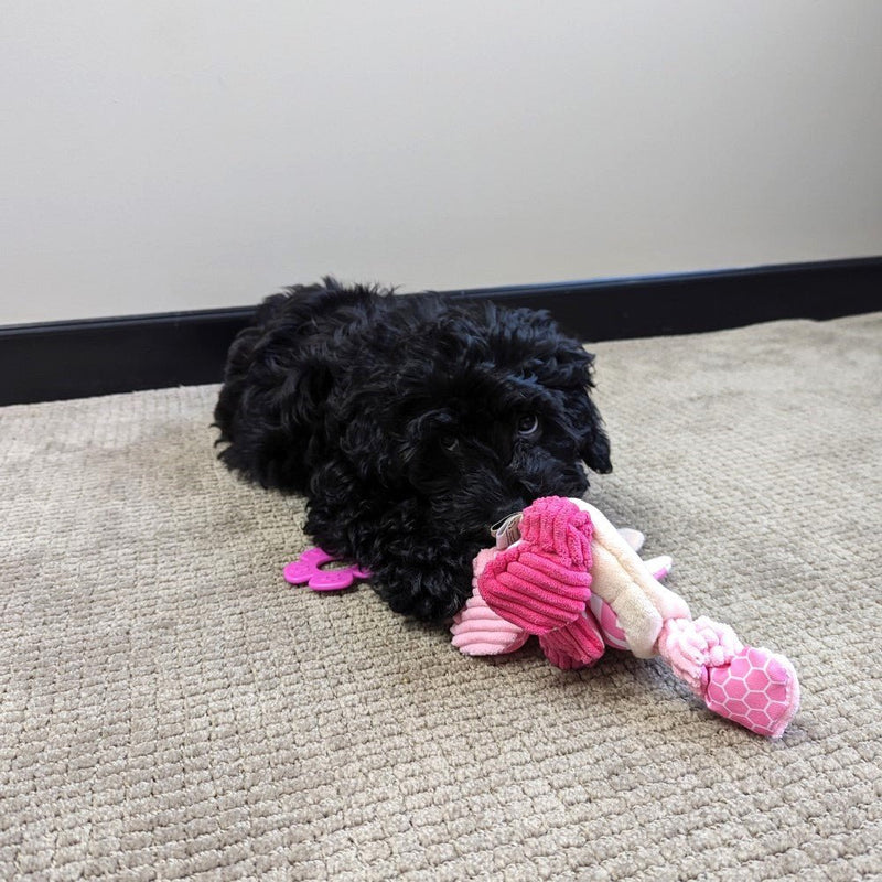 All For Paws Little Buddy Comforting Bunny - Zach's Pet Shop