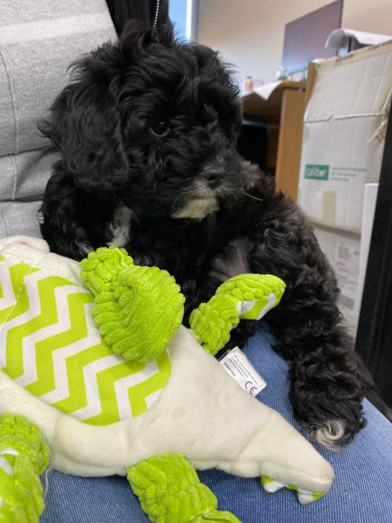 All For Paws Little Buddy Comforting Gator - Zach's Pet Shop