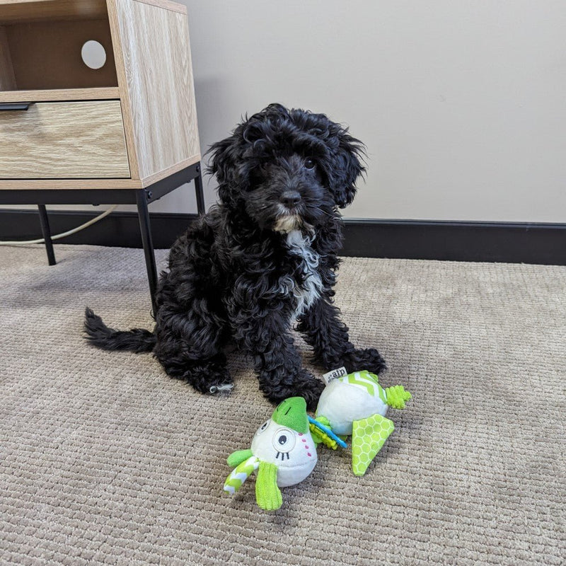 All For Paws Little Buddy Kookoo Bird - Zach's Pet Shop